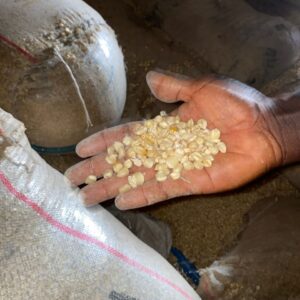 maize