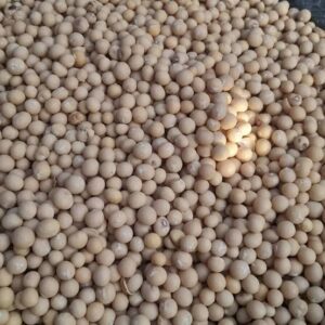 bambara nut